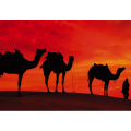 Marco CAMELS IN THE DESERT G2030 PINTDECOR