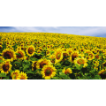 Quadro CAMPO DE GIRASOL G1122 PINTDECOR