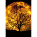 Marco LIGHT OF MOON G5786 PINTDECOR