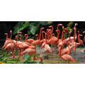 Marco FLAMINGOS G1538 PINTDECOR