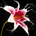 Marco RED LILY G1962 PINTDECOR