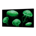 LUMINOSA pintura MEDUSE FLUO GL3498 PINTDECOR