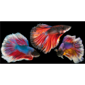 Marco RED FISH G5960 PINTDECOR