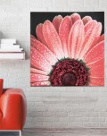 Marco RED DAISY P4750 PINTDECOR