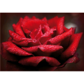 ROSA ROJA pintura G5196 PINTDECOR