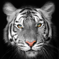 Quadro TIGER G2020 PINTDECOR